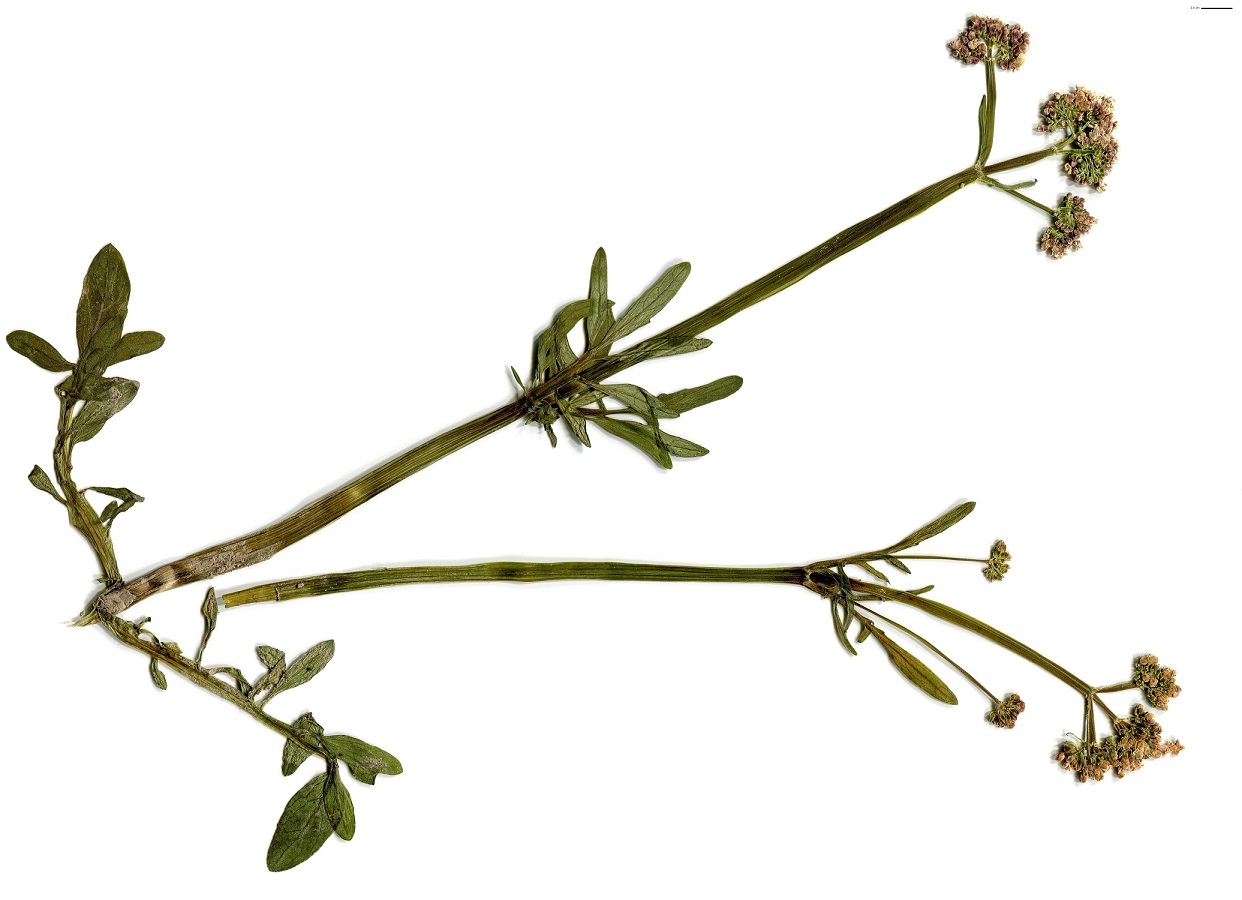 Valeriana dioica subsp. dioica (Caprifoliaceae)